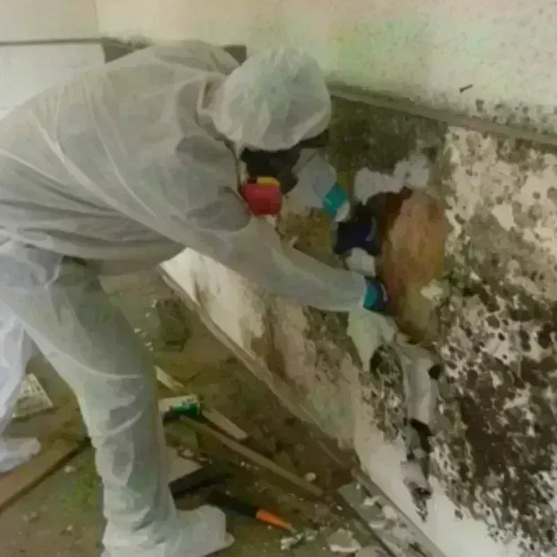 Mold Remediation and Removal in Brevard, NC